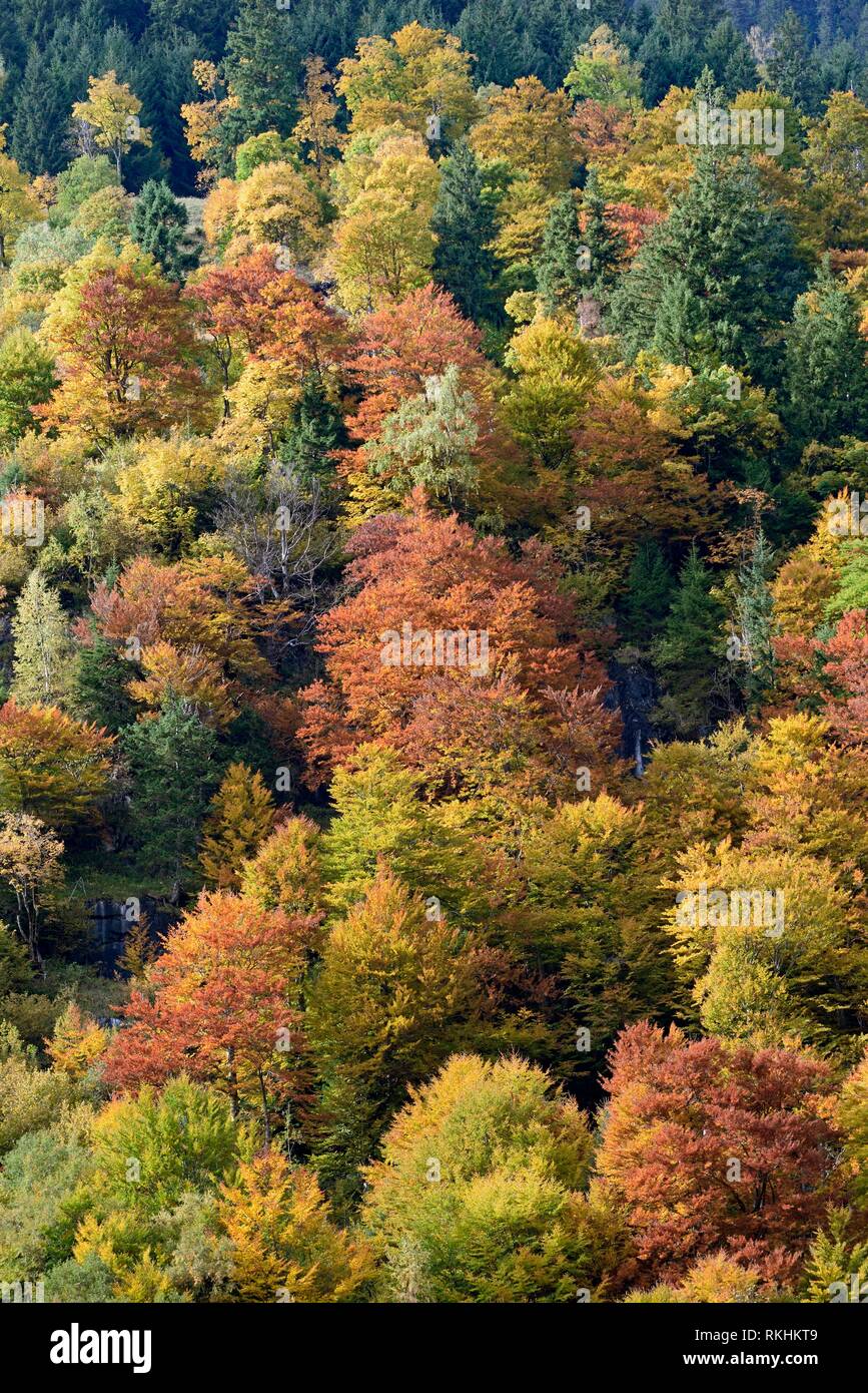 Mixed deciduous forest on the mountain slope with autumn colouring, Fuscher Tal, Großglockner-Hochalpenstraße, Land Salzburg Stock Photo