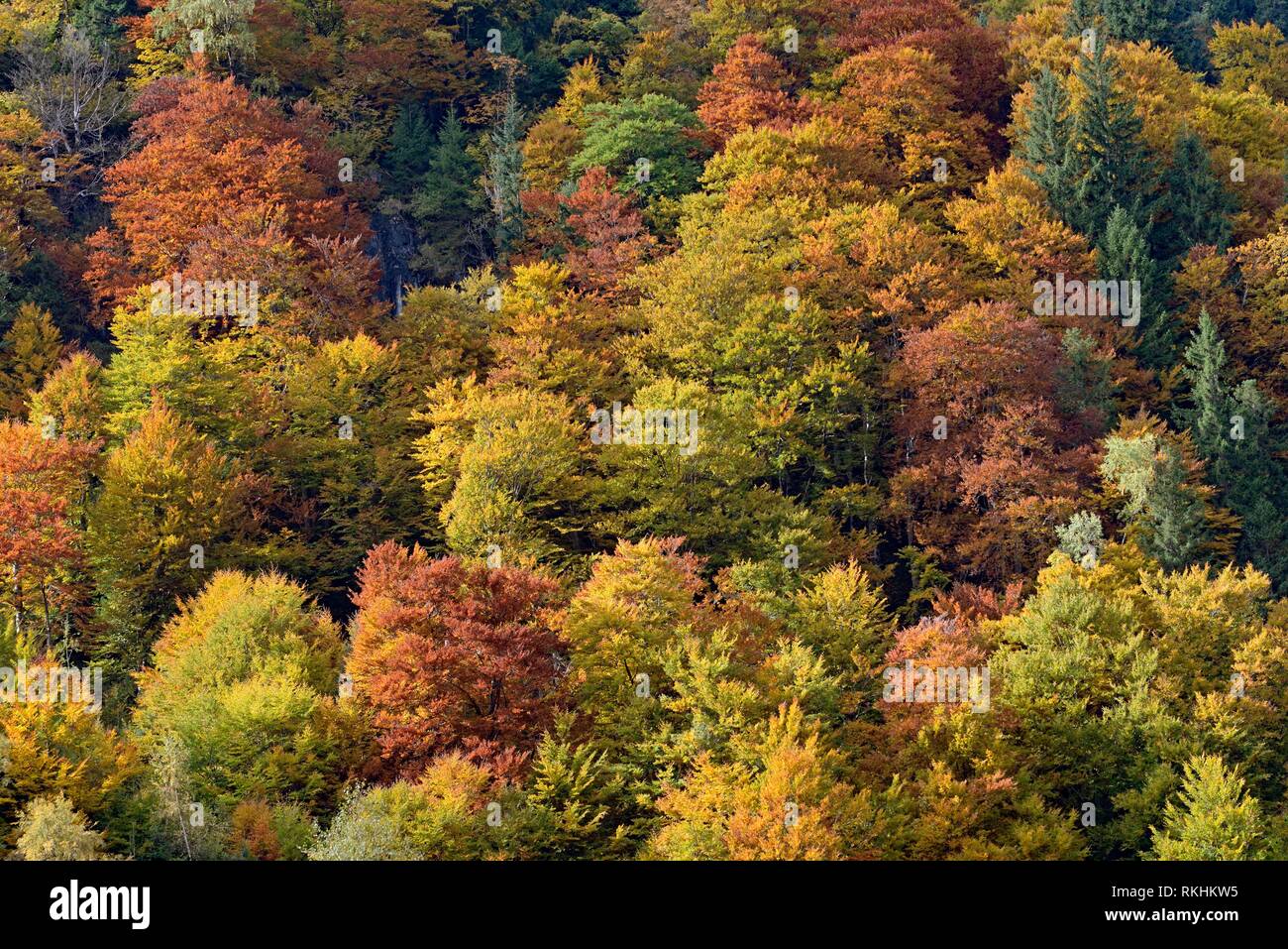 Mixed deciduous forest hires stock photography and images Alamy