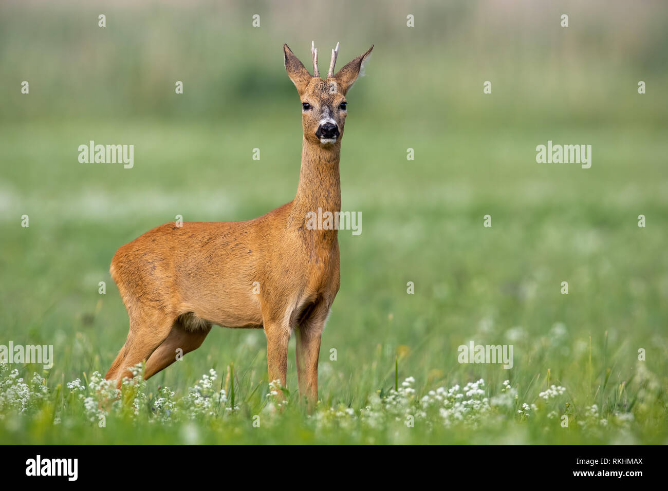Young cautious roe deer buck on blossoming meadow in summer. Stock Photo