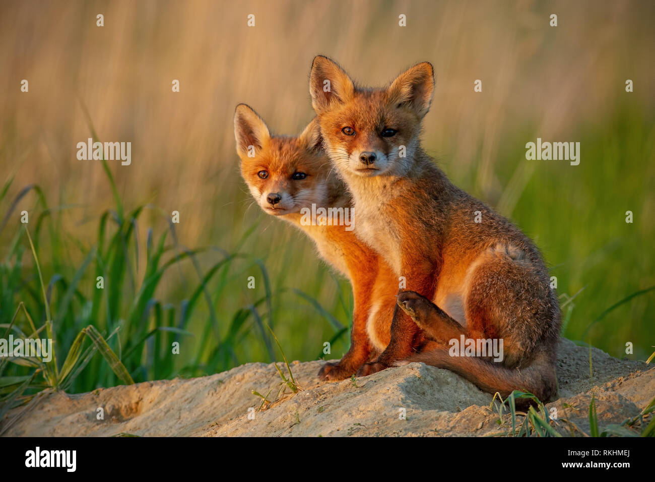 Red fox cubs at sunset curiously looking in camera. Stock Photo