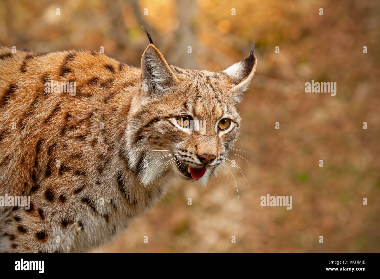 Detailed close-up of adult Eurasian lynx in autumn forest Stock Photo