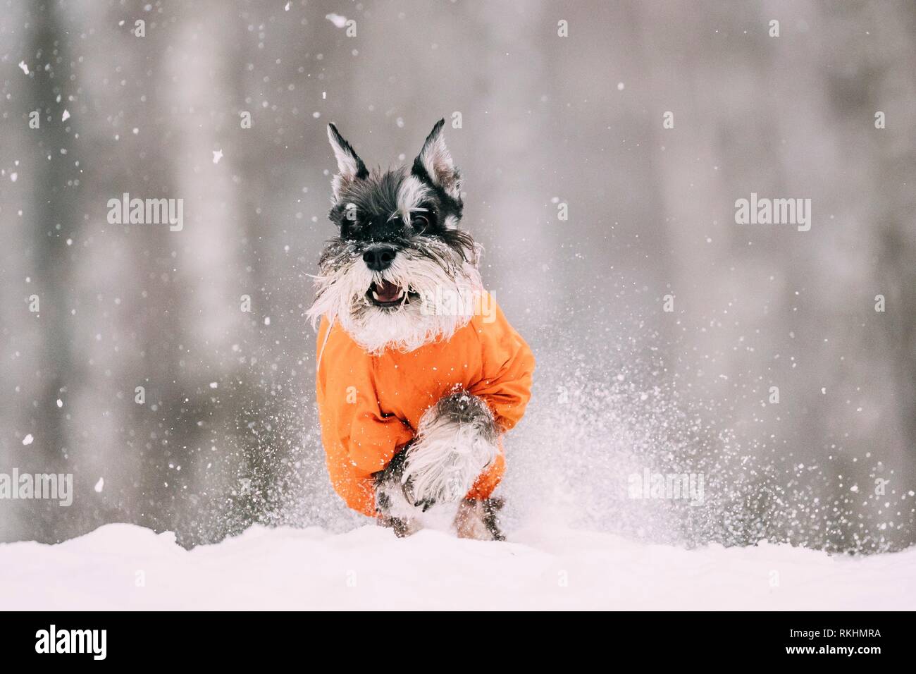 Miniature Schnauzer Dog Or Zwergschnauzer Sitting In Outfit Playing