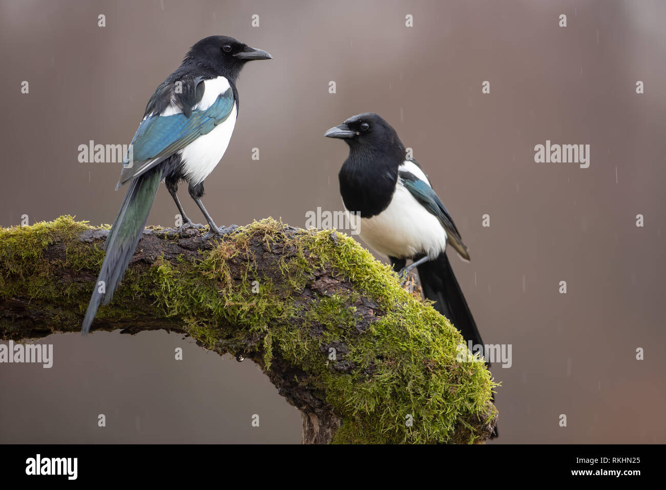 Two Eurasian Magpies on moss covered branch in winter Stock Photo