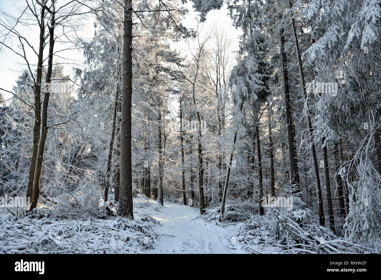 Winter landscape - white and snowy pathway among trees in a deep forest on a sunny day. Stock Photo