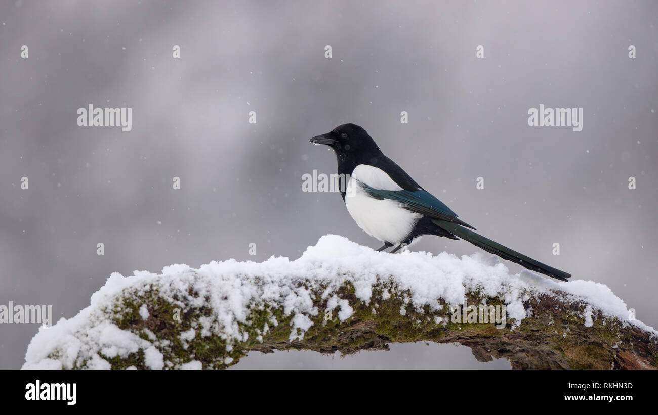 Eurasian Magpie on moss covered branch in winter in snowfall Stock Photo