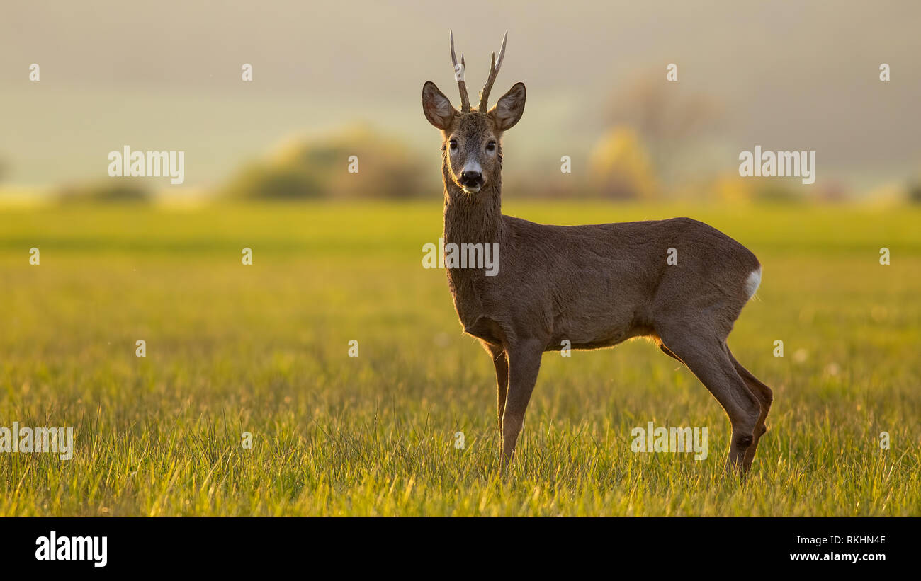 Roe deer buck in spring time at sunset with copy space Stock Photo