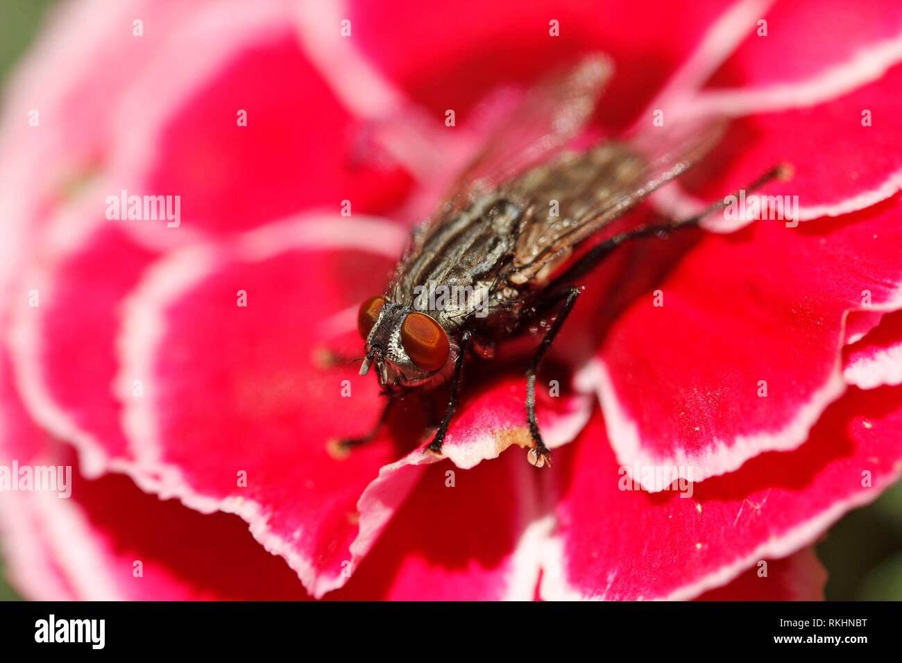 Blow fly. Calliphora vicina. Stock Photo
