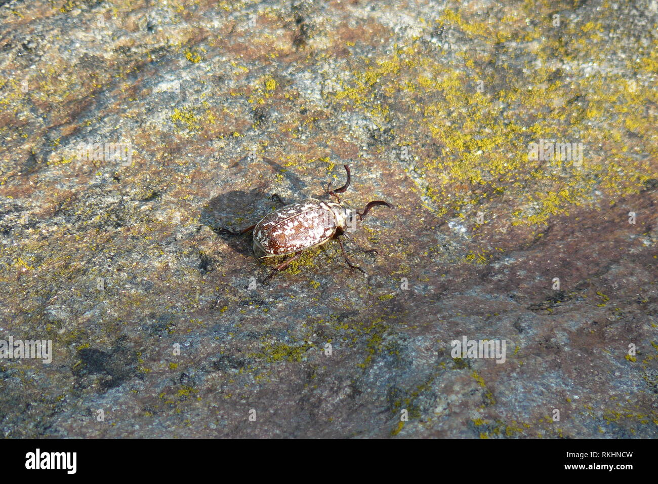 Insects That Move Rocks Beetle crawling on a rock Stock Photo - Alamy