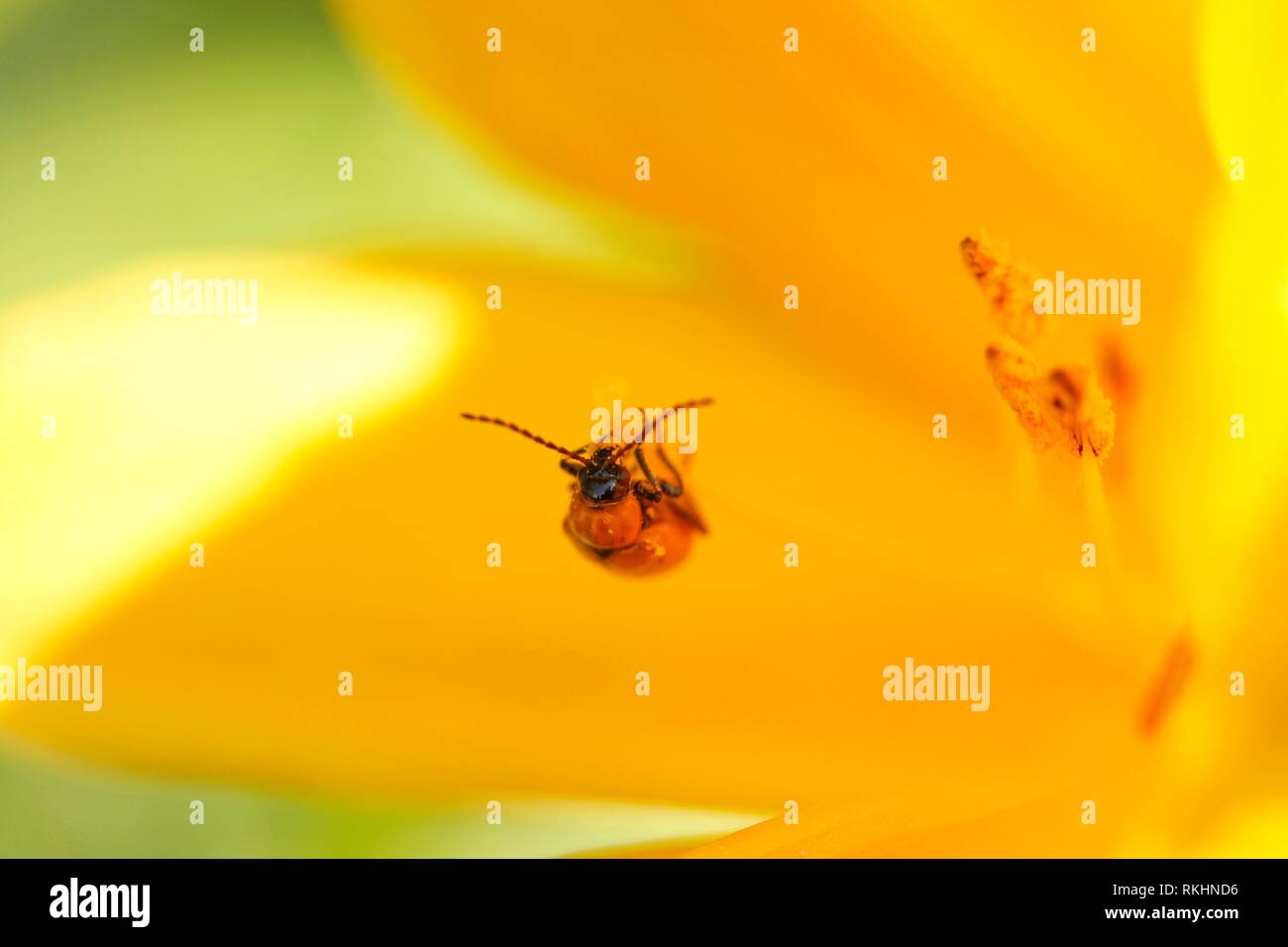 Beetle eating pollen in Hemerocallis flower Stock Photo Alamy