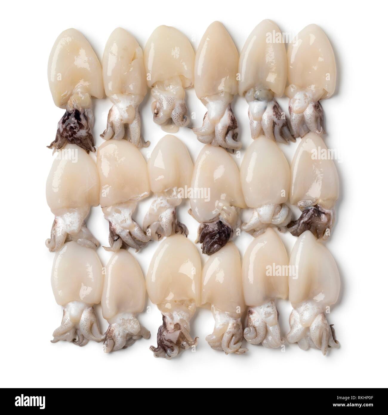 Fresh raw baby squid in rows on white background full frame. Stock Photo