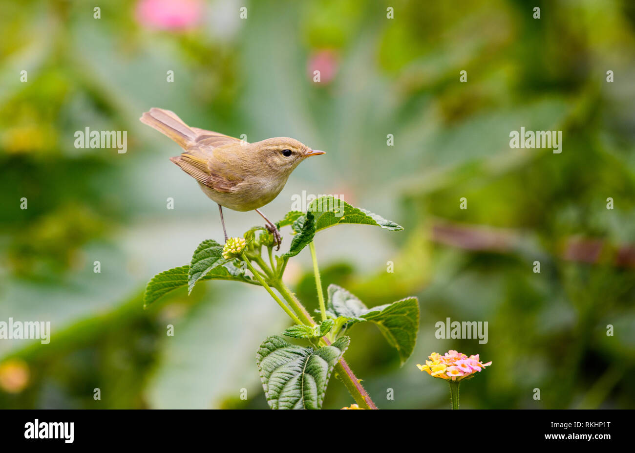 Enchanting shot of a small bird perching on green branch Stock Photo