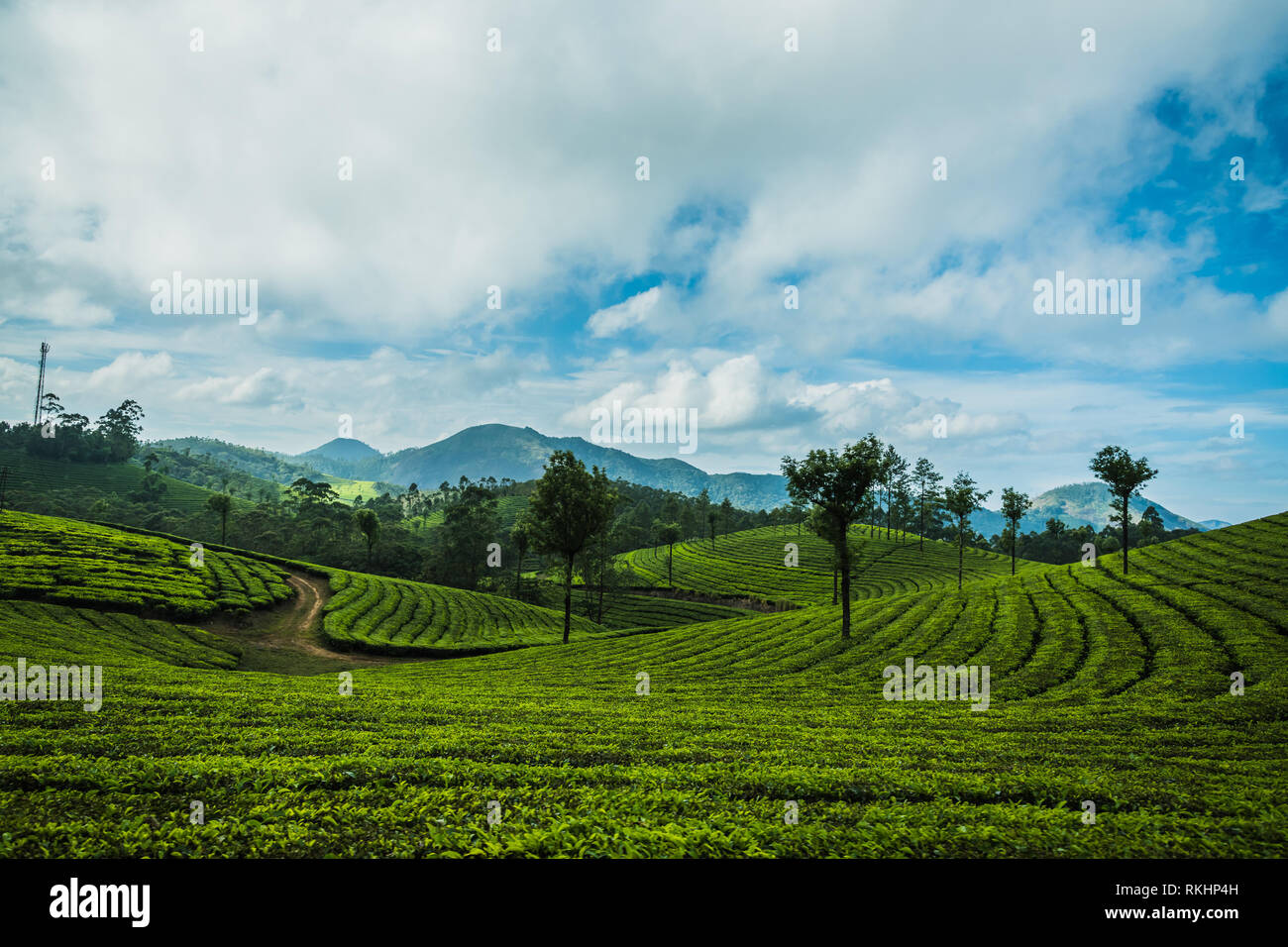Tea plantation in hill station at Munnar, Kerala, India Stock Photo Alamy