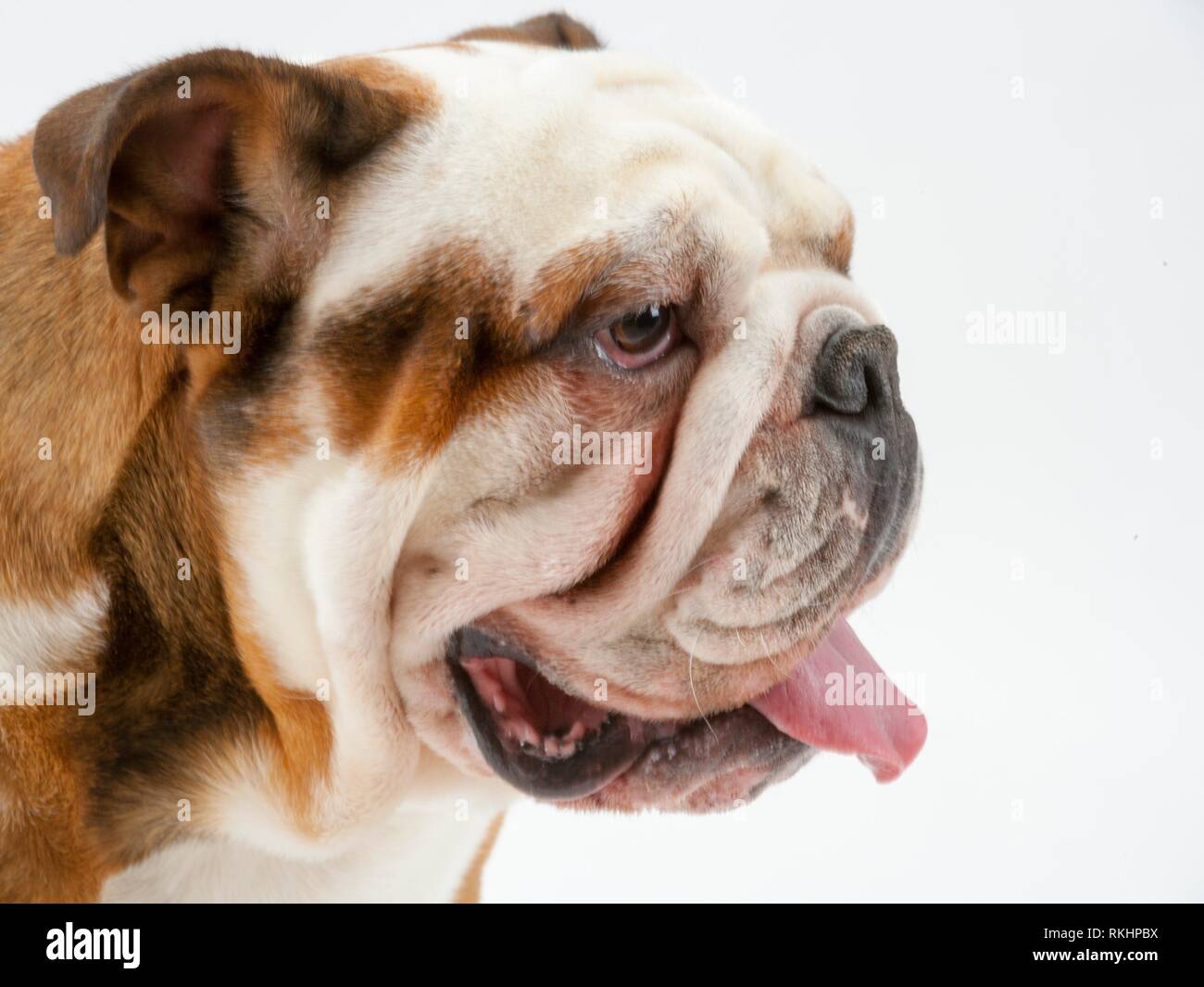 A young traditional British Bulldog sits on a white seamless background waiting for instruction. Stock Photo