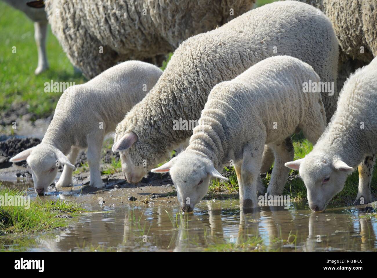 Herd of sheep drinking water in spring time Stock Photo Alamy