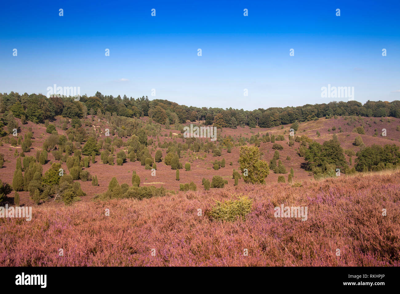 Landscape with flowering heather (Calluna vulgaris) nature reserve ...