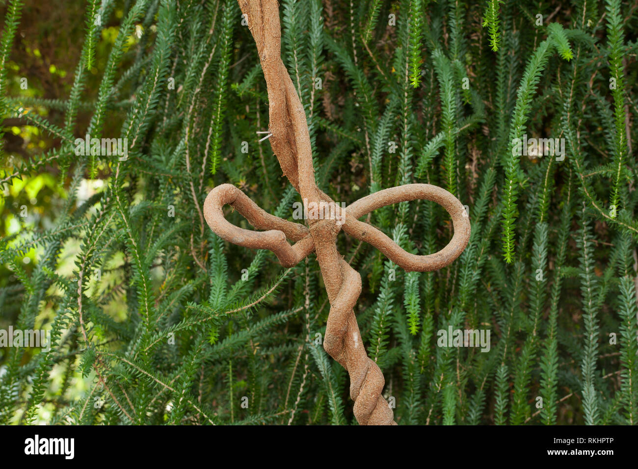 Planten un blomen hamburg hi-res stock photography and images - Page 10 -  Alamy