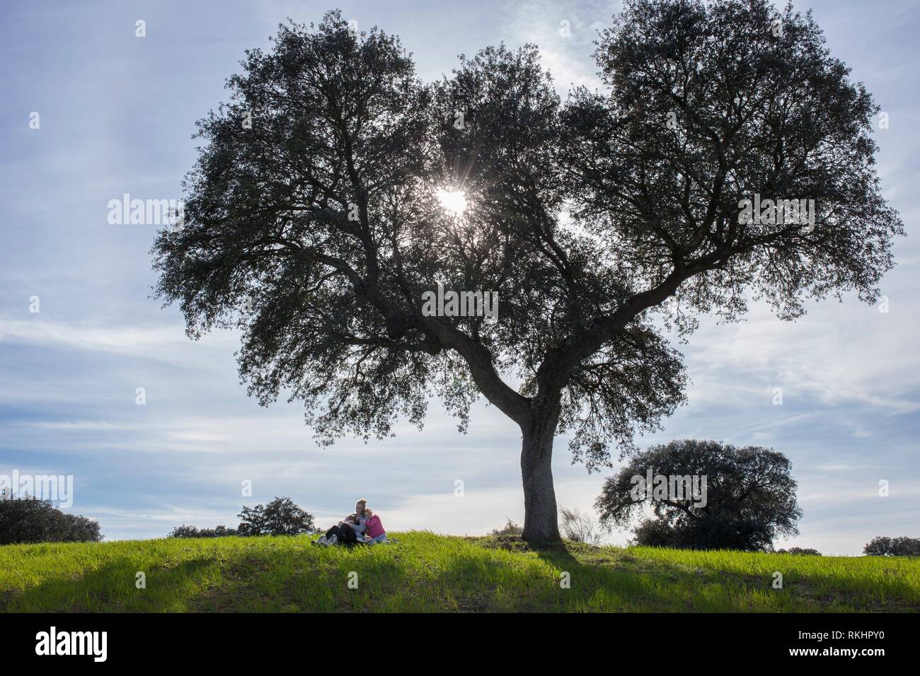 Mother with daughter and son under dehesa acorn tree. Enjoying nature in family concept. Stock Photo