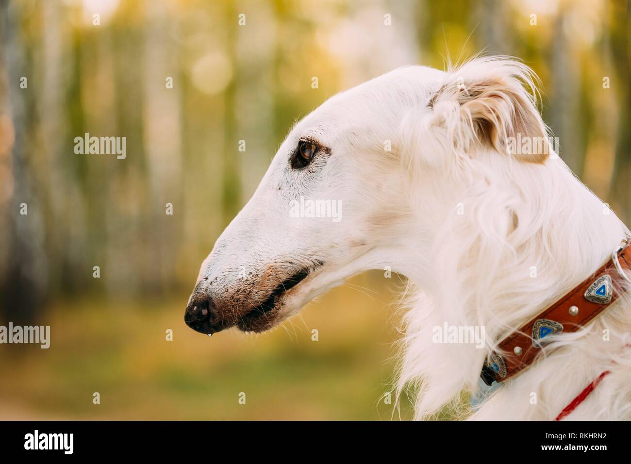 sighthound breeds