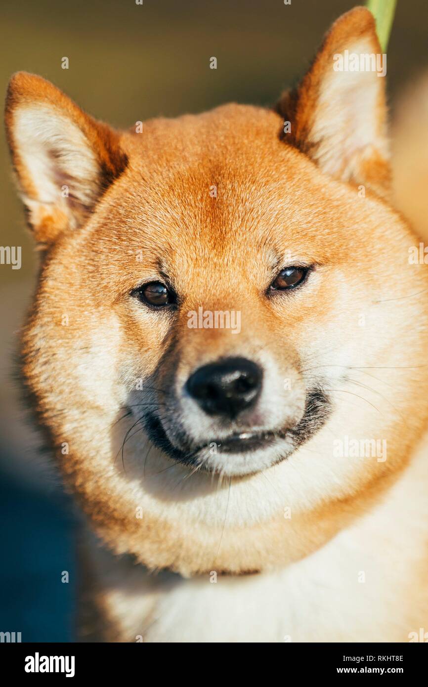 Close Up Head Snout Of Beautiful Young Red Shiba Inu Puppy