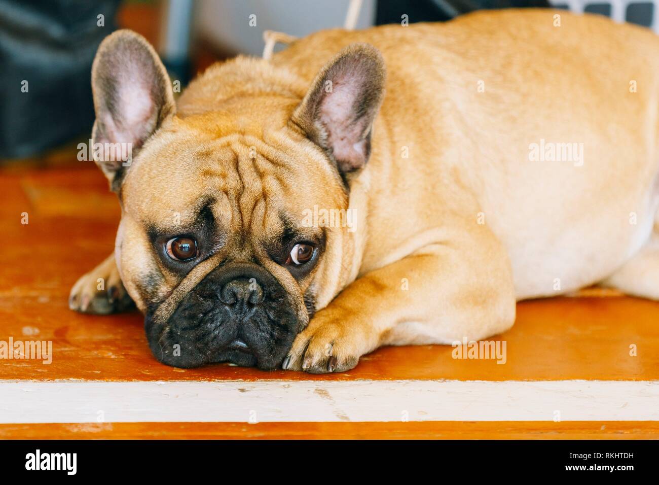 Sad Dog French Bulldog sitting on floor inddor. The French Bulldog is a small breed of domestic dog. Stock Photo