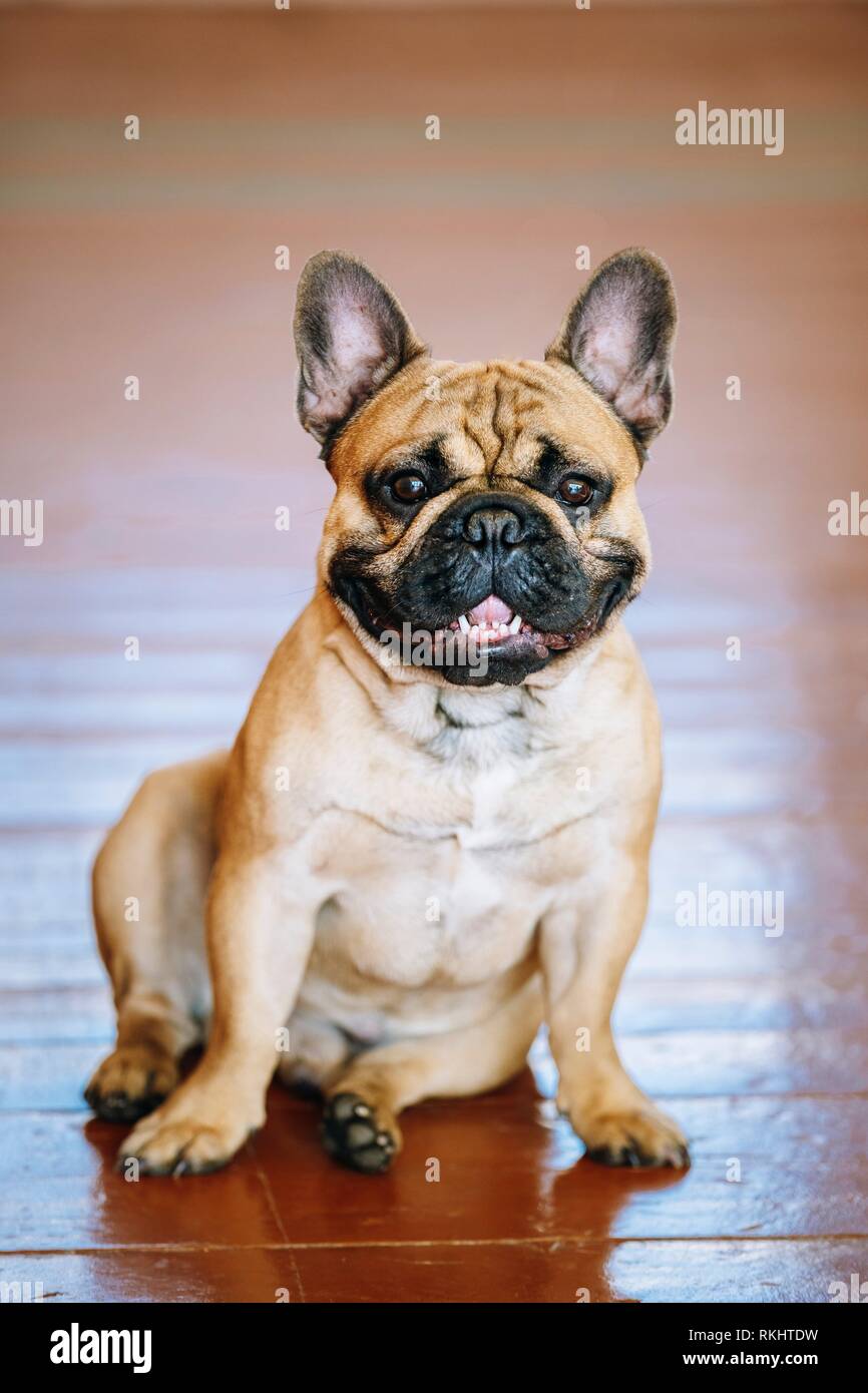 Funny Dog French Bulldog sitting on floor indoor. The French Bulldog is a small breed of domestic dog. Stock Photo
