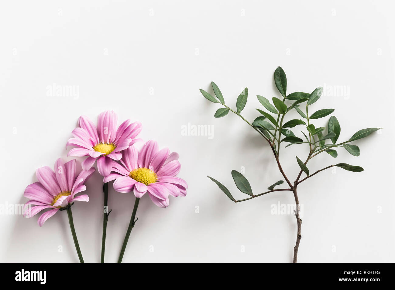 Flat lay of three pink daisy flowers next to a twig of leaves laid out to look like a tree, on a white background Stock Photo