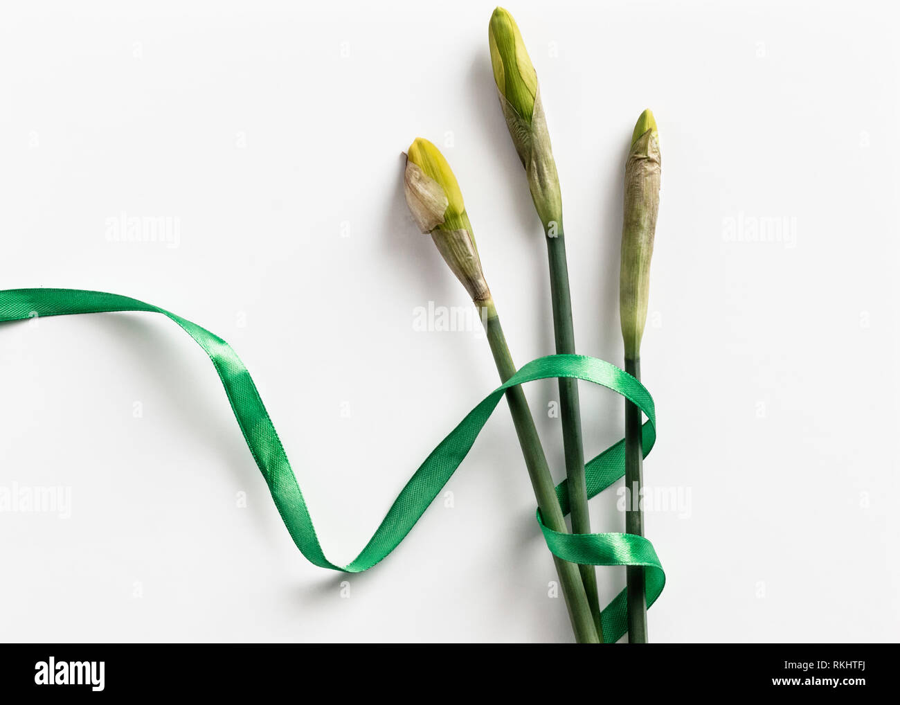Flat lay image of three daffodil flowers on a white background tied with a green ribbon. Stock Photo