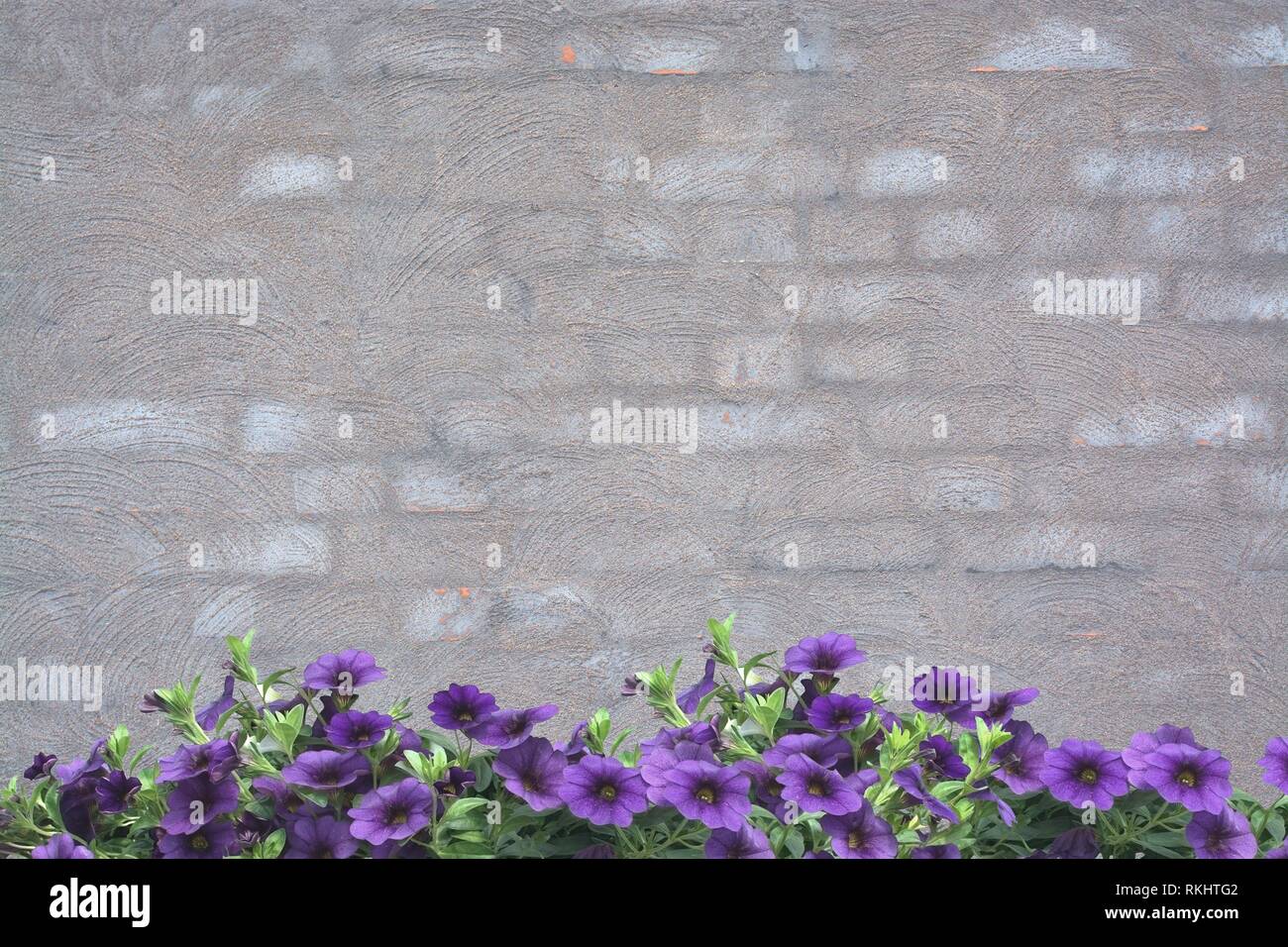 Purple petunias on grey washed brick wall background texture for copy. Stock Photo