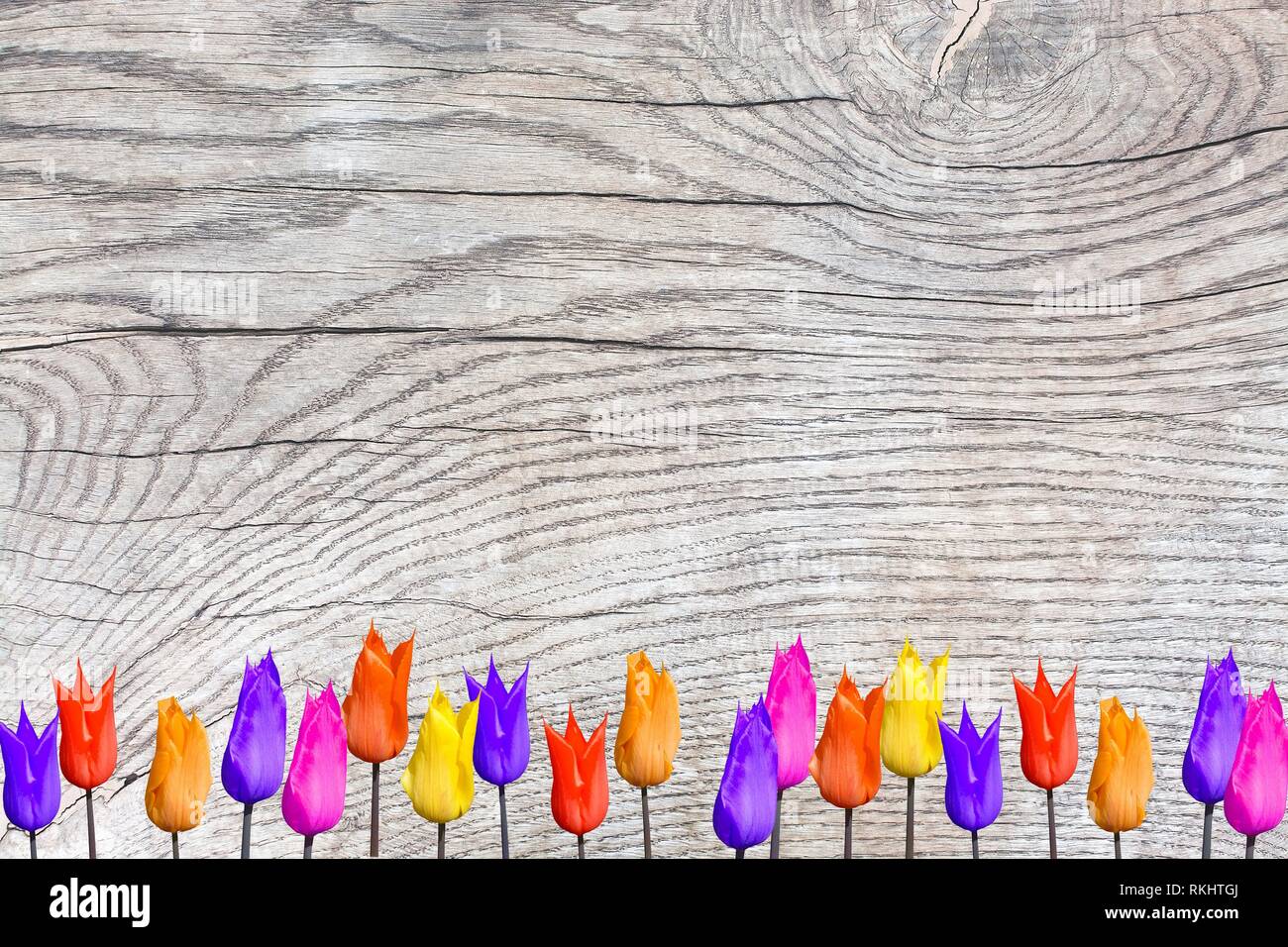 Tulips on wood surface with patina, organic texture background copy space. Stock Photo