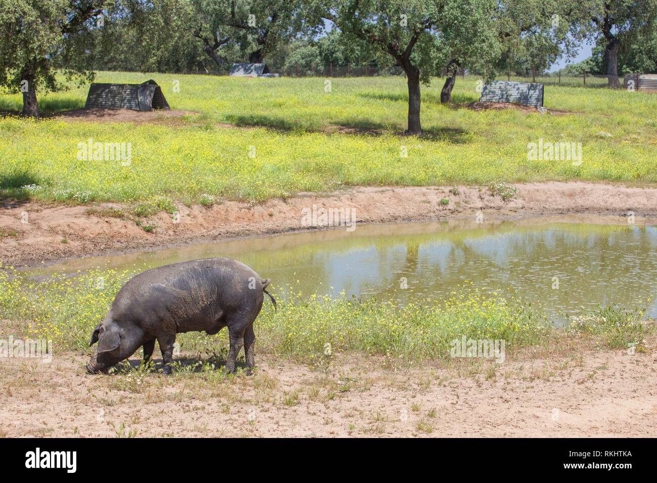Ranged freeley black iberian pig in springtime. Hairless breed of iberian pig. Extremadura, Spain. Stock Photo