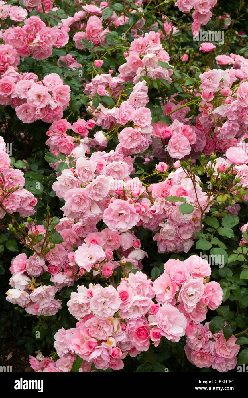 Profuse pink bush roses flowering. Stock Photo