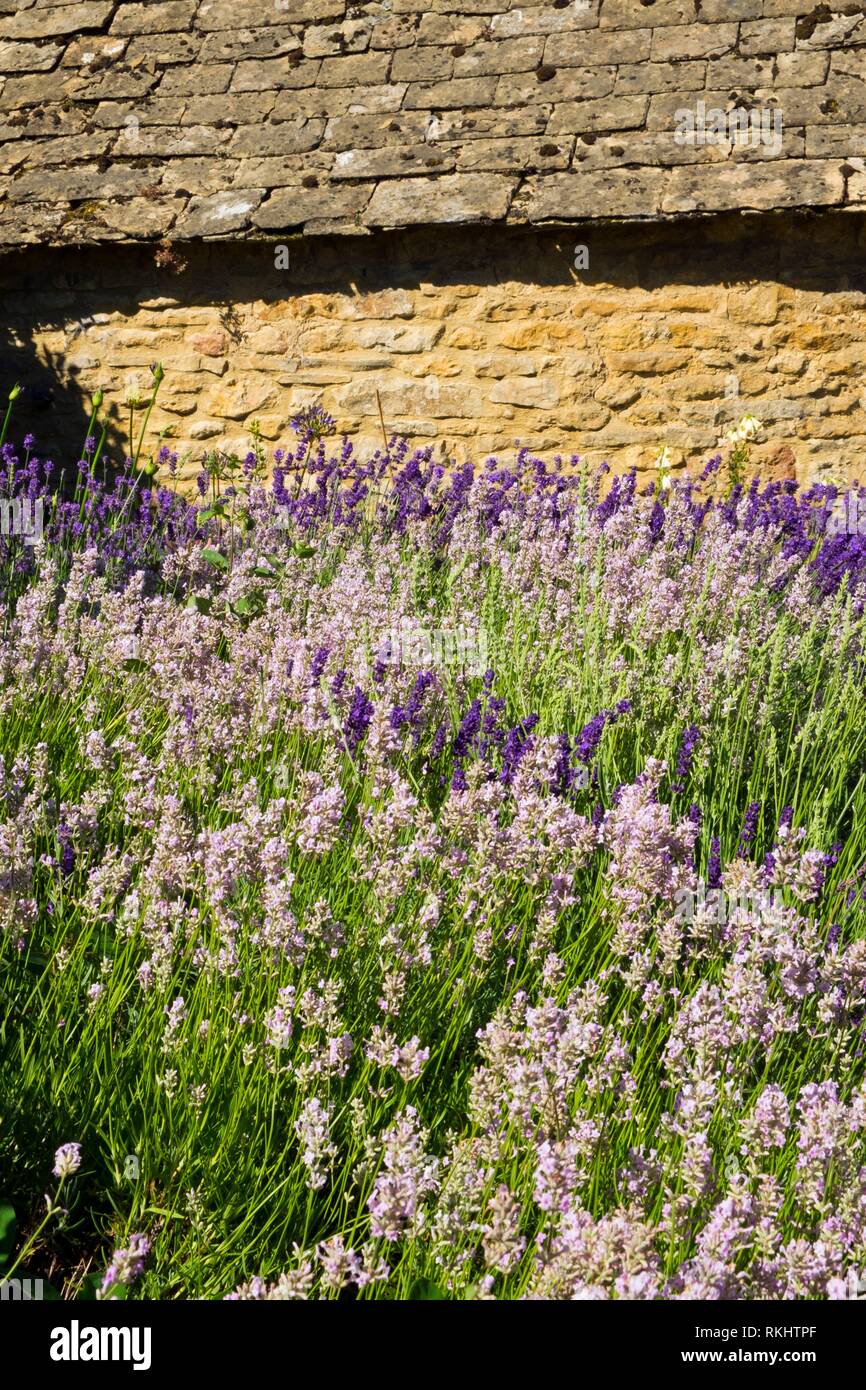 Lavender Border High Resolution Stock Photography and Images Alamy