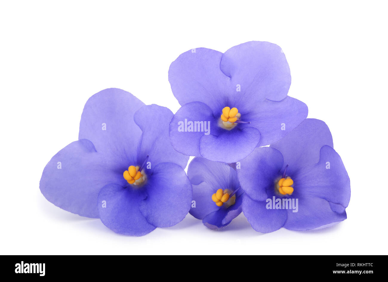Saintpaulia (African violets) isolated on white background Stock Photo