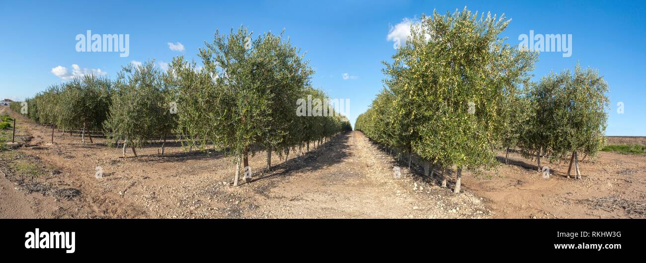 Intensive olive trees plantation, Extremadura, Spain. Panoramic. Stock Photo