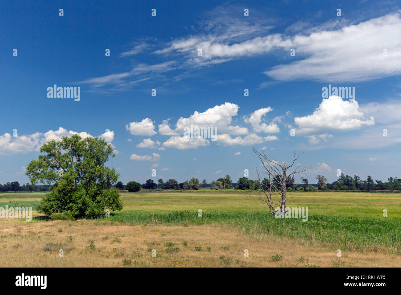 Meadow near the river Oder at Oderbruch, moorland landscape near Oderberg, Brandenburg in eastern Germany Stock Photo