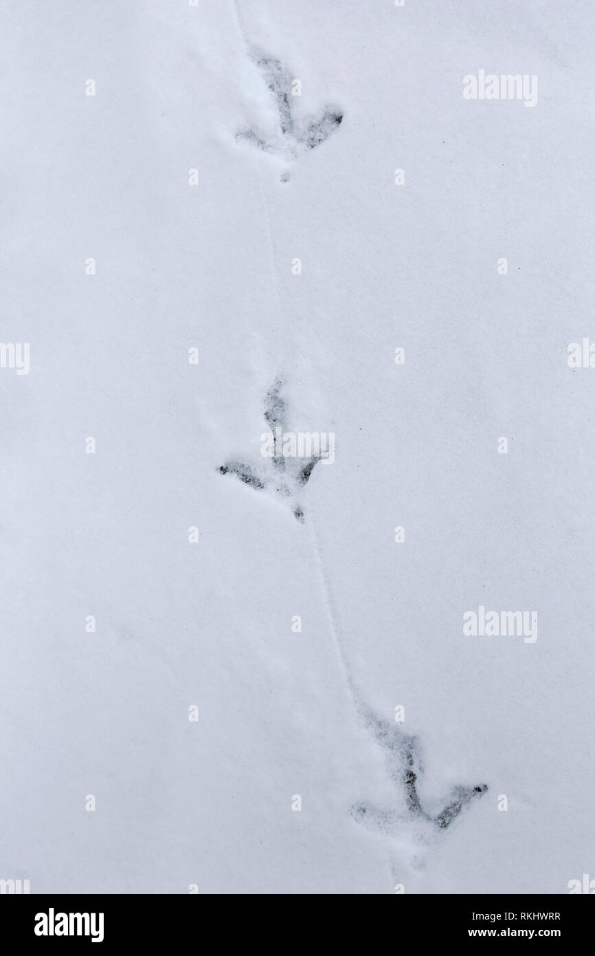 Common pheasant / Ring-necked pheasant (Phasianus colchicus) footprints in the snow in winter Stock Photo