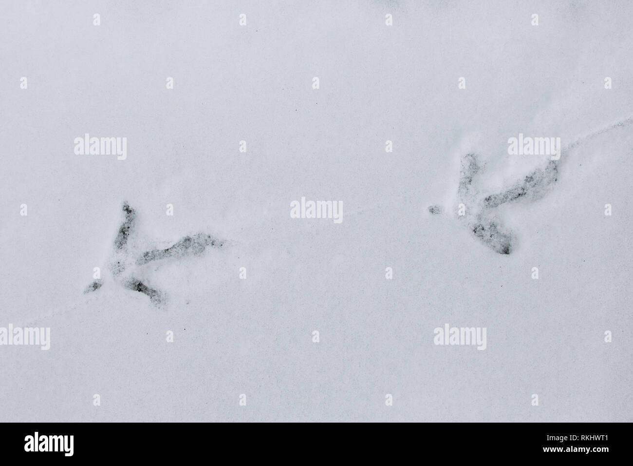 Common pheasant / Ring-necked pheasant (Phasianus colchicus) footprints in the snow in winter Stock Photo