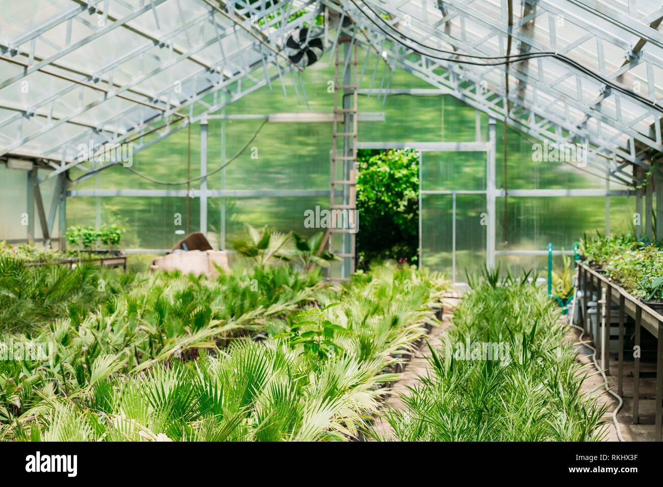 Small Green Sprouts Of Plant Palm Tree With Leaf, Leaves Growing From
