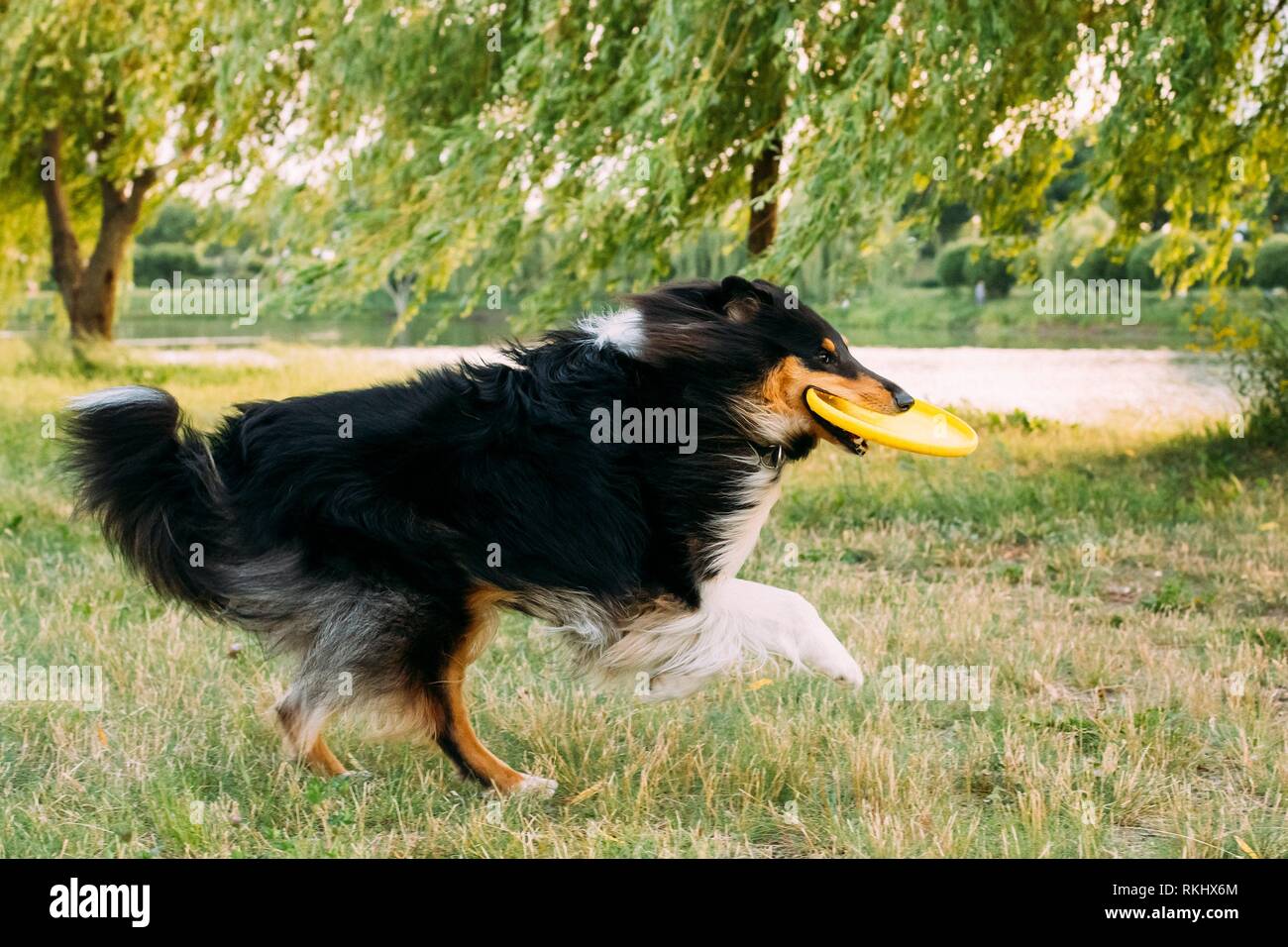 sheltie herding