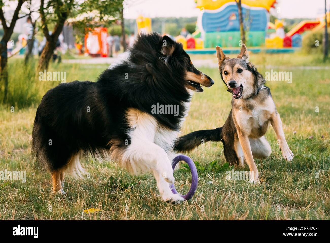 sheltie herding