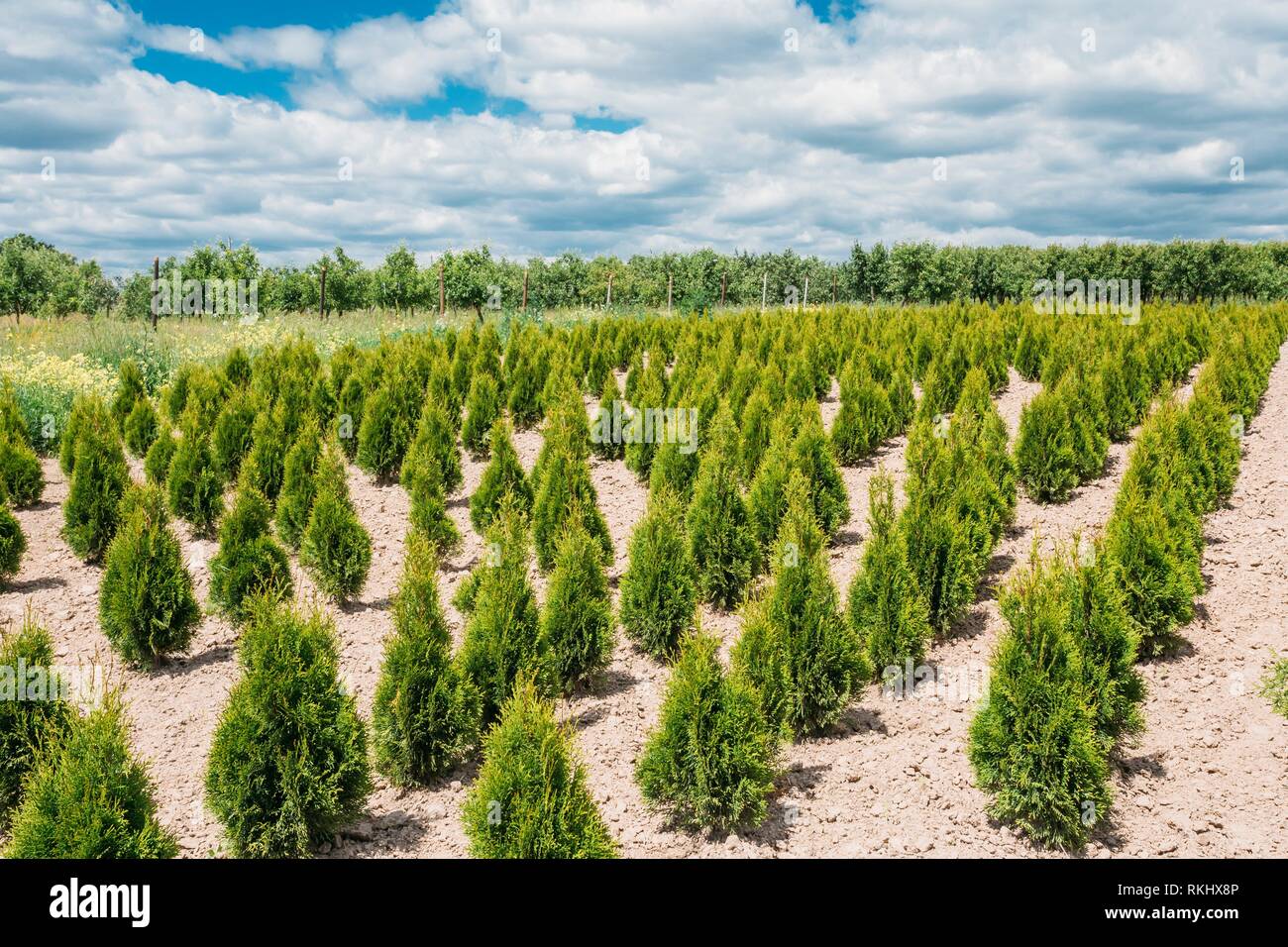 Gomel, Belarus. The Summer Spring Plantation Of Thuja Or Thuya