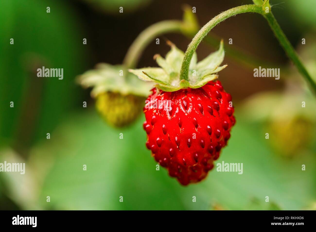 Wild strawberries hires stock photography and images Alamy