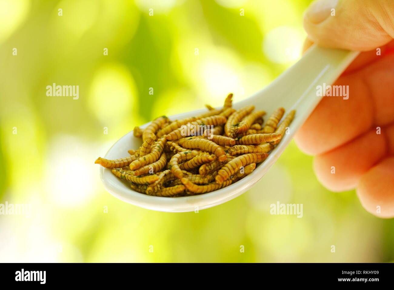 Eatable worms hires stock photography and images Alamy