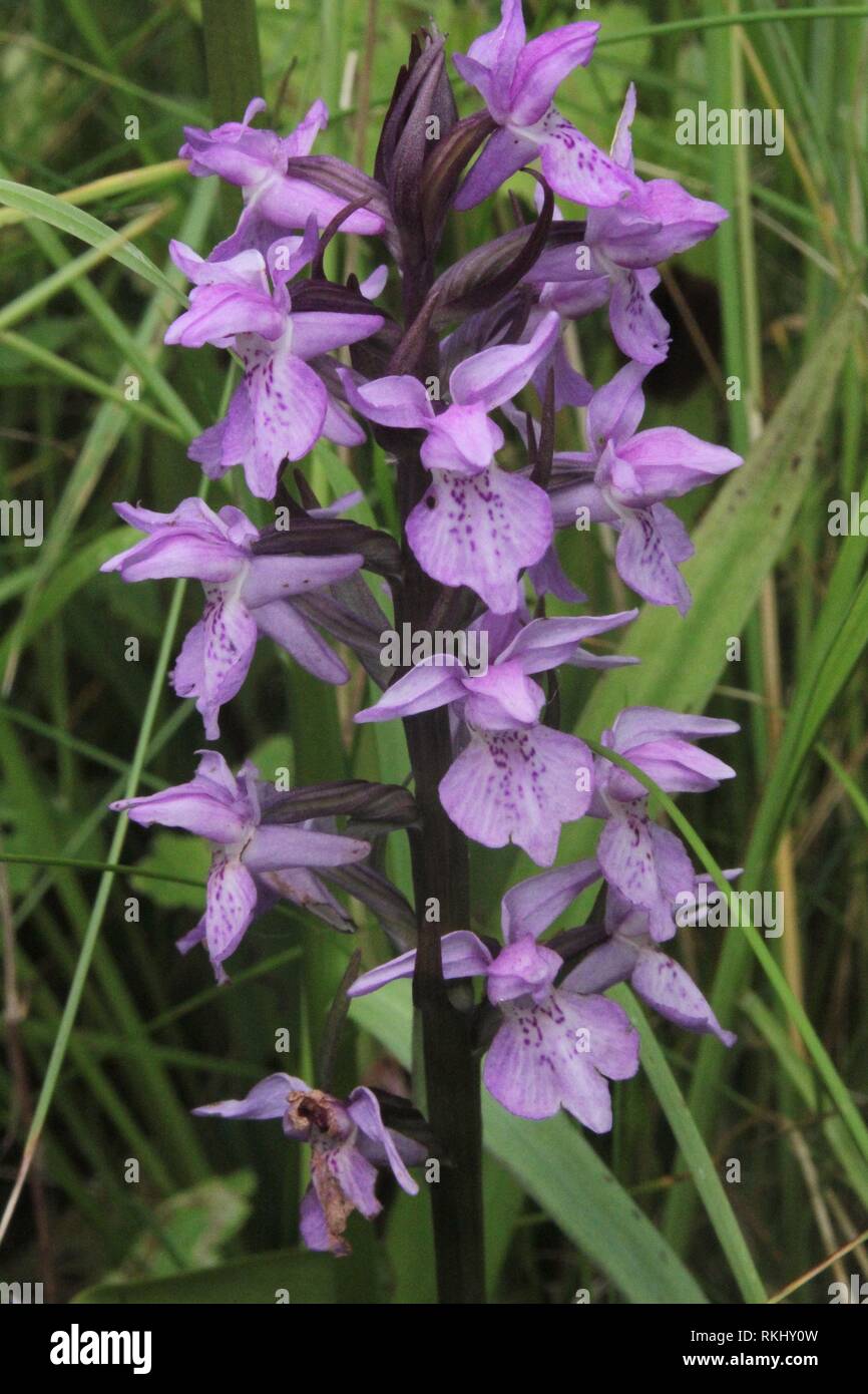 Leopard Marsh Orchid (Dactylorhiza praetermissa) flowering on a ditch embankment near the Northsea coast at Wilhelmshaven, Germany. Stock Photo