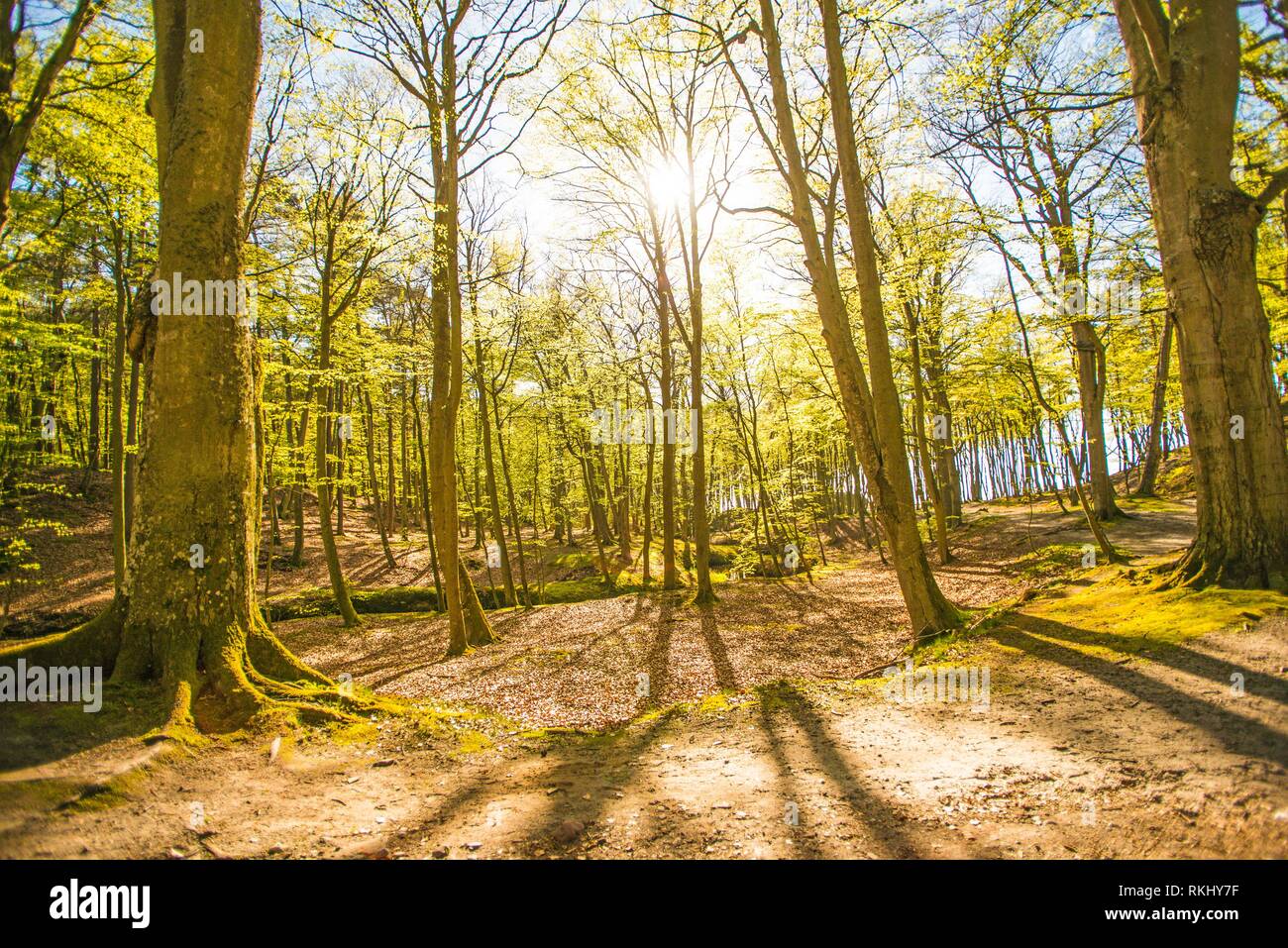 Soft light nature hires stock photography and images Alamy