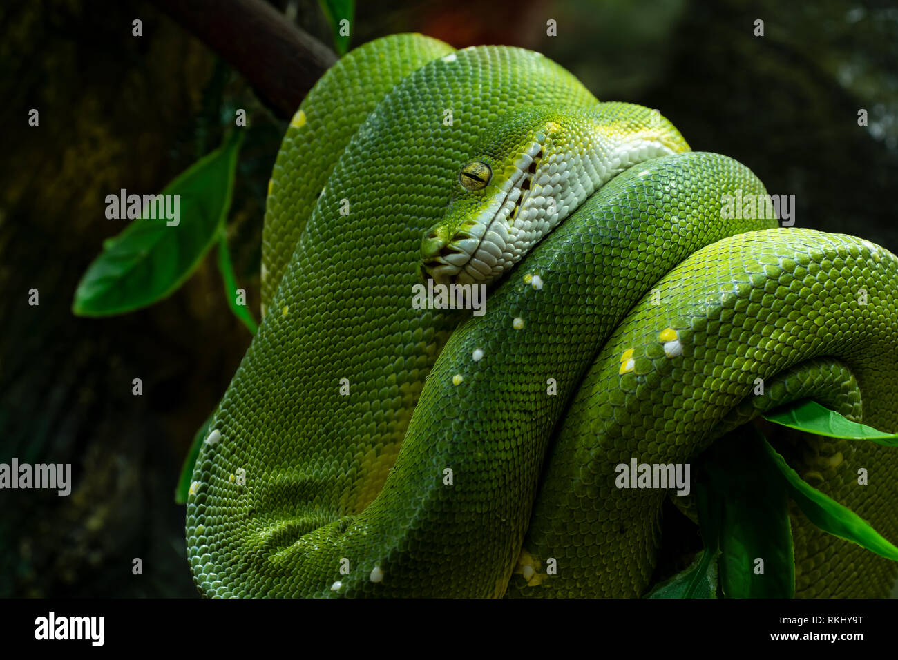 Green tree python on a branch Stock Photo - Alamy