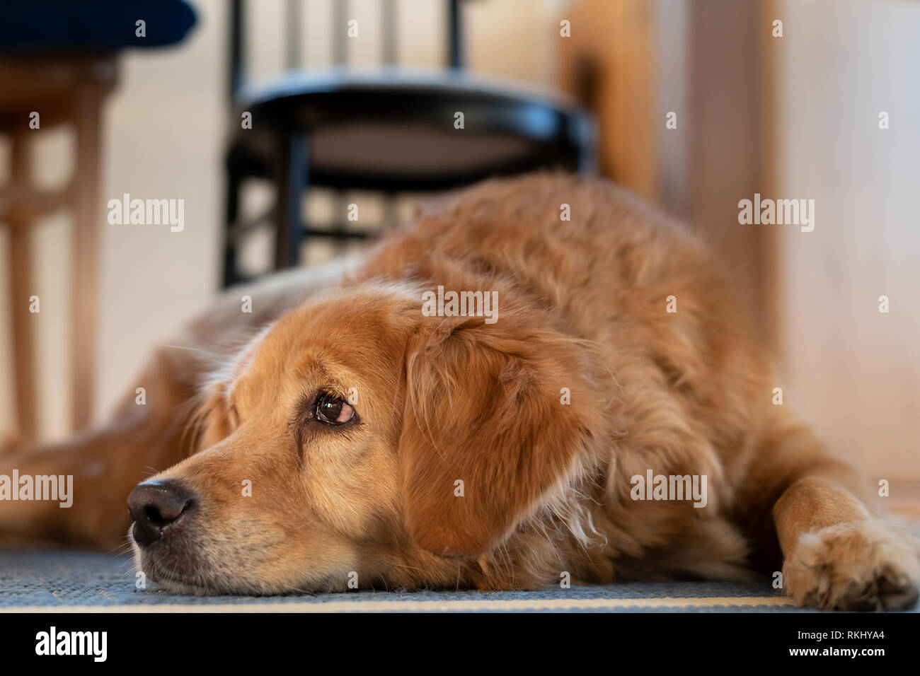 Dog Sleeping Chair Stock Photos & Dog Sleeping Chair Stock Images Alamy