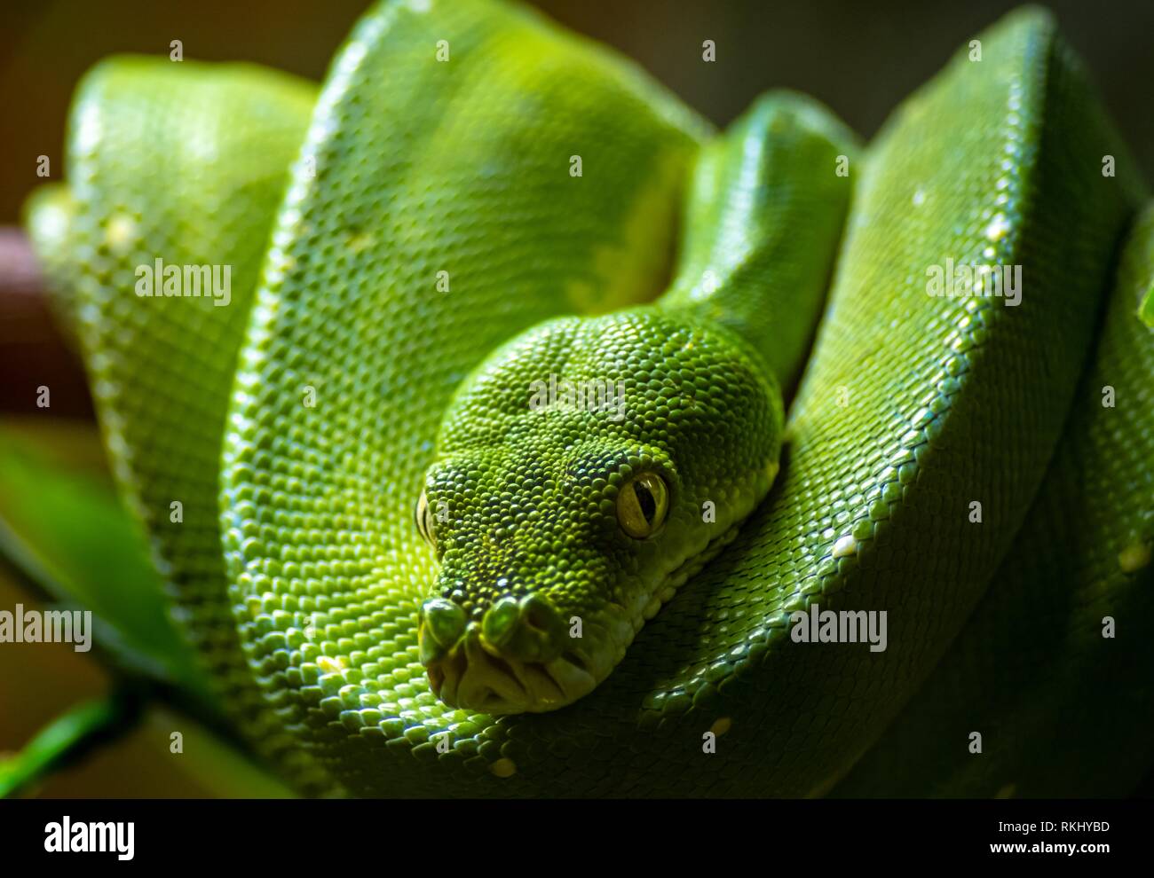 Green tree python on a branch Stock Photo - Alamy