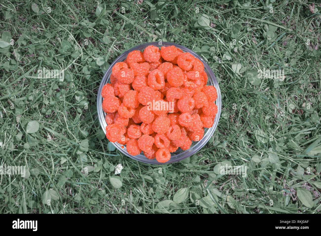 Top view of a bowl of coral colored raspberries on a toned grass - living coral trendy color of the year 2019 concept Stock Photo