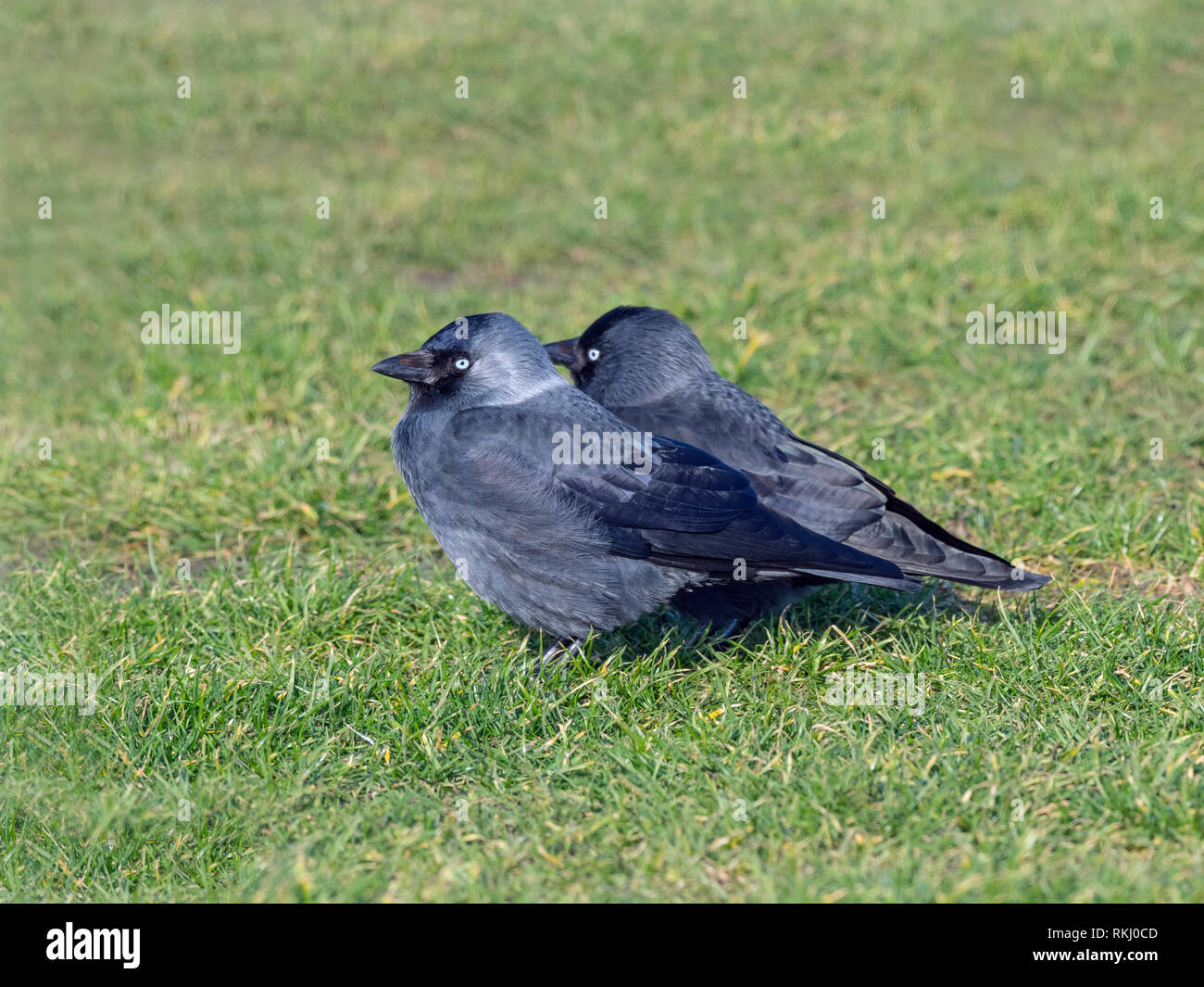 Jackdaw Corvus monedula Feeding on farmland Norfolk UK Stock Photo